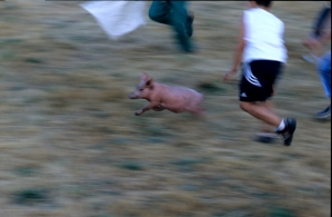 Pig Chasing In Salamanca 